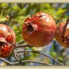 Granatäpfel, direkt vom Baum