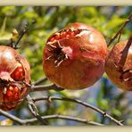 Granatäpfel, direkt vom Baum