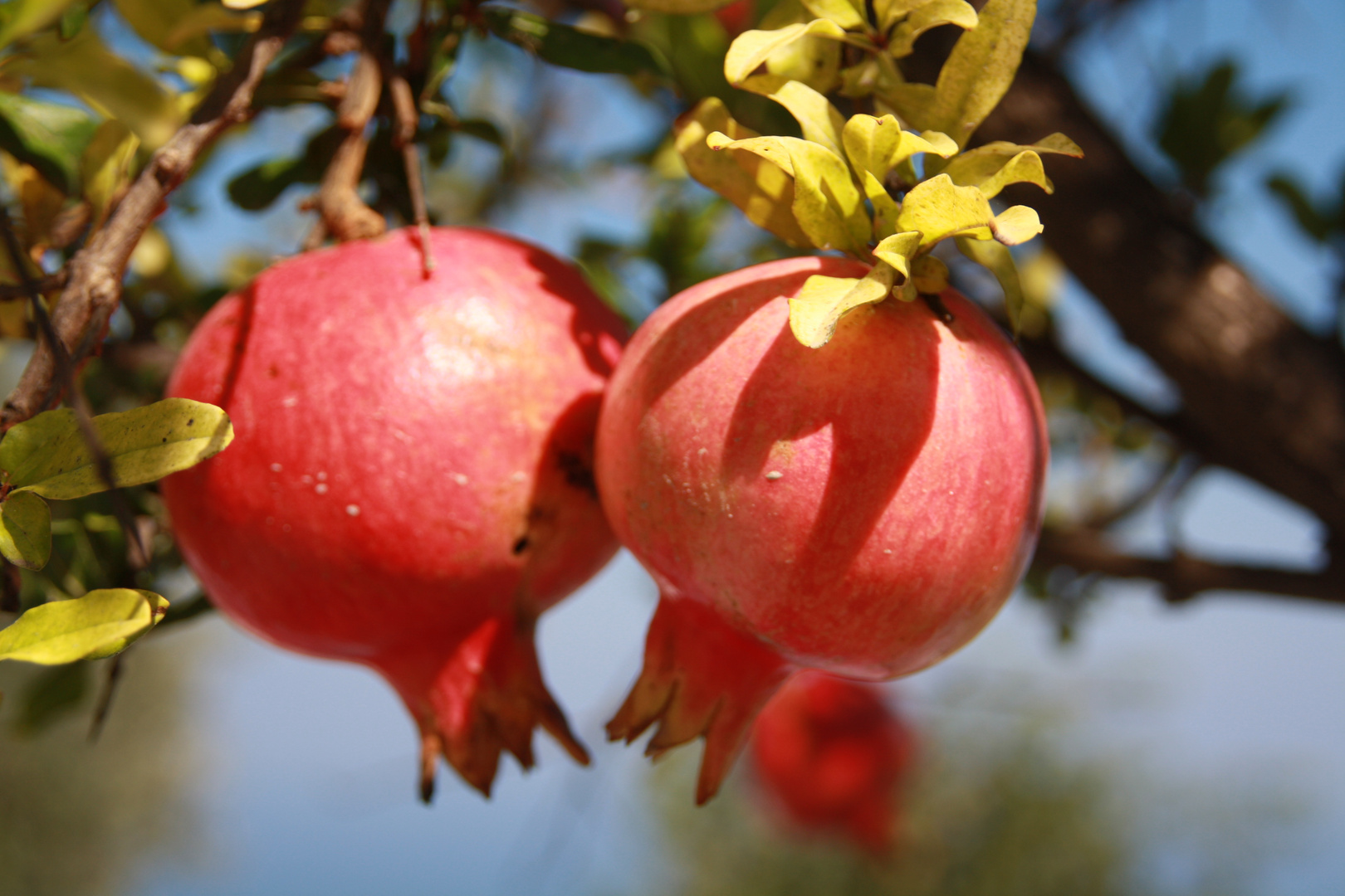 Granatäpfel