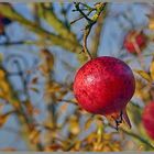 Granatäpfel im Dettingergarten 