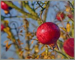 Granatäpfel im Dettingergarten 