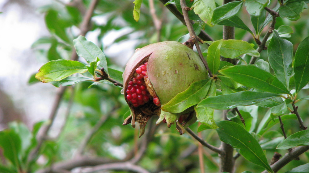 Granatapfel