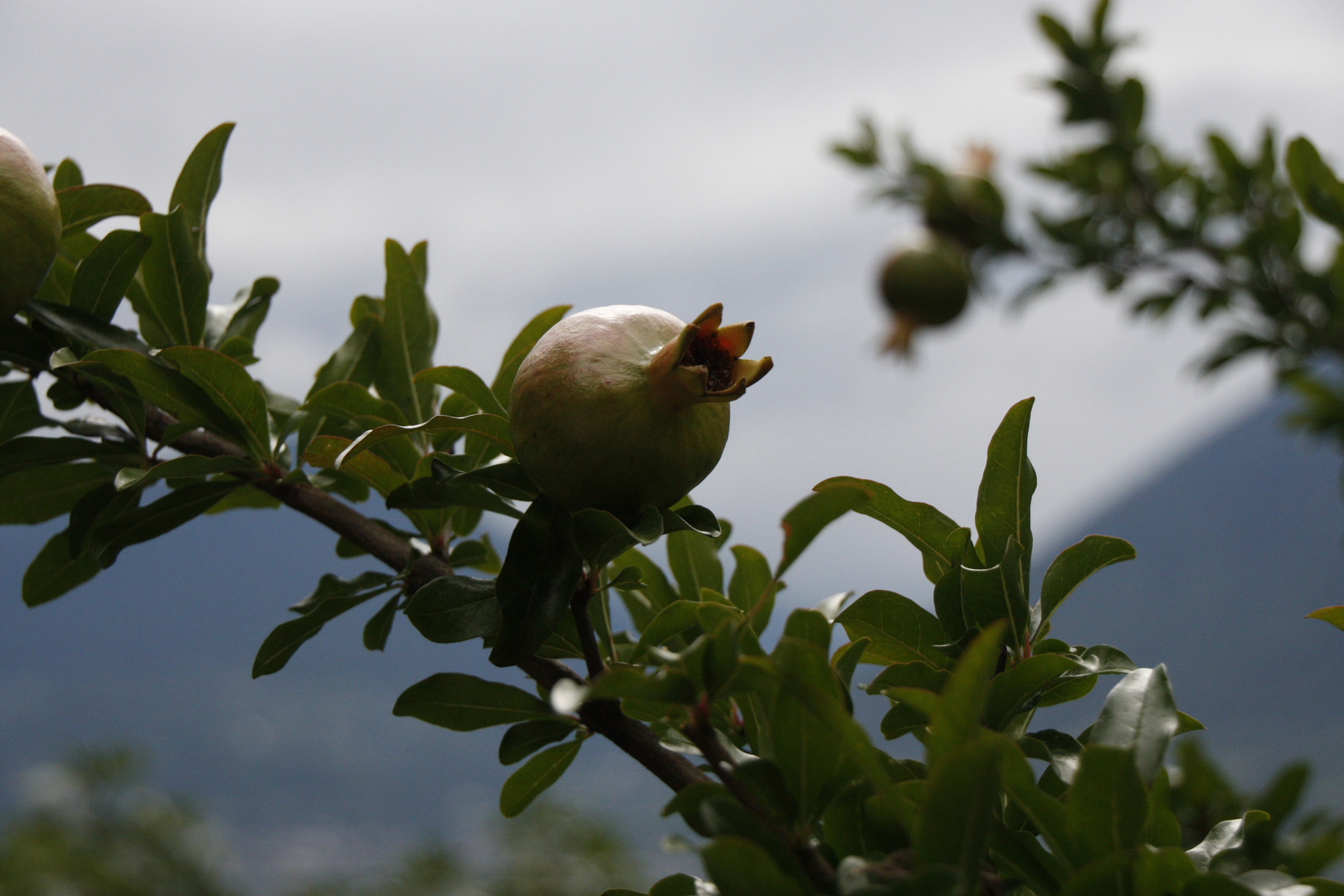 Granatapfel