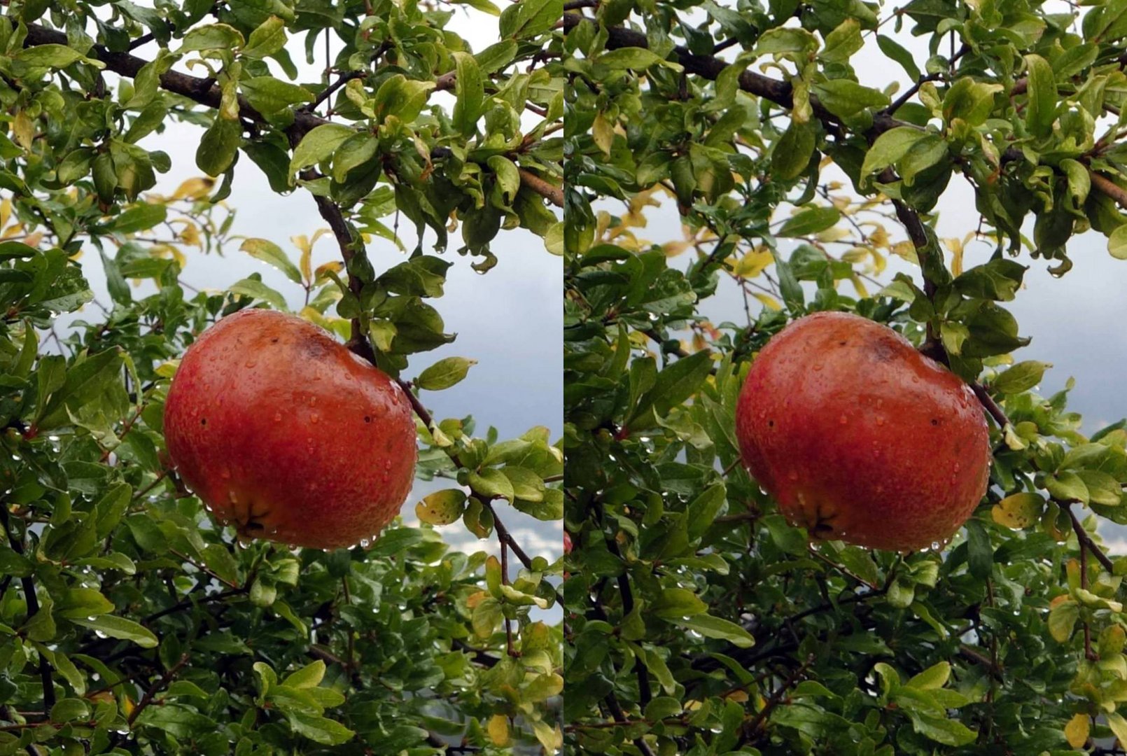 Granatapfel (3D  Parallelblick stereo )