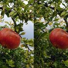 Granatapfel (3D  Parallelblick stereo )