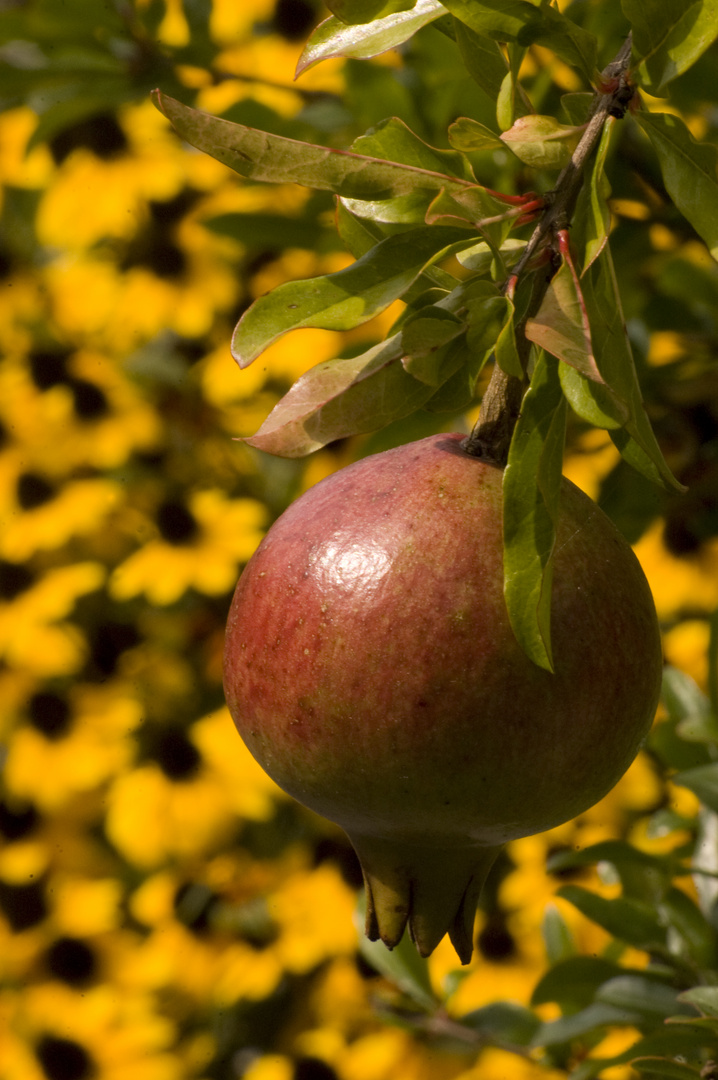 granatapfel