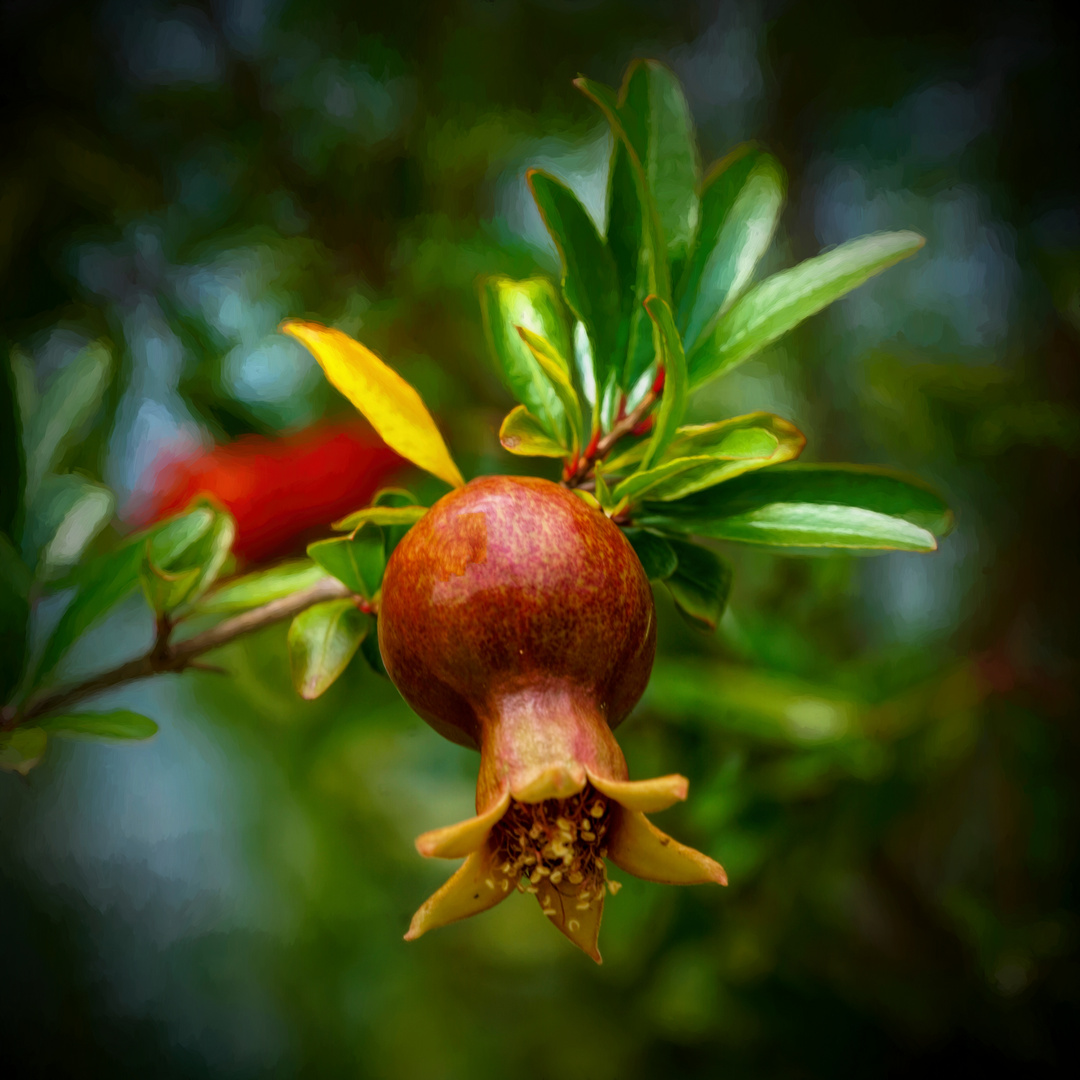 Granatapfel Foto & Bild makro, natur, pflanzen Bilder auf