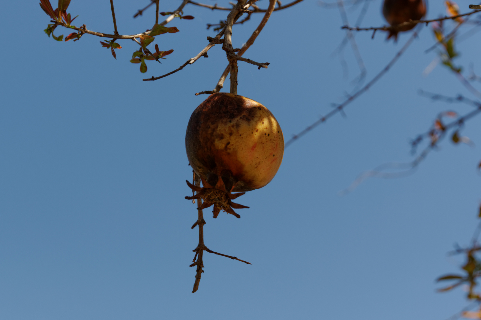 granatapfel