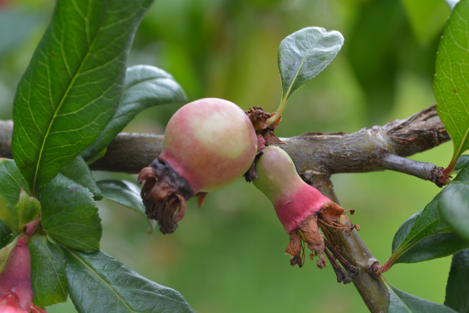 Granatapfel