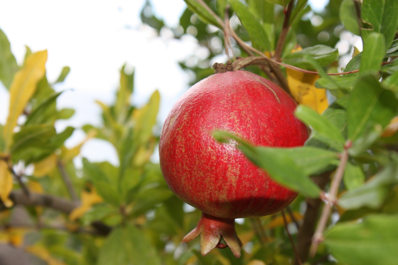 Granatapfel