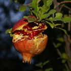 Granatapfel