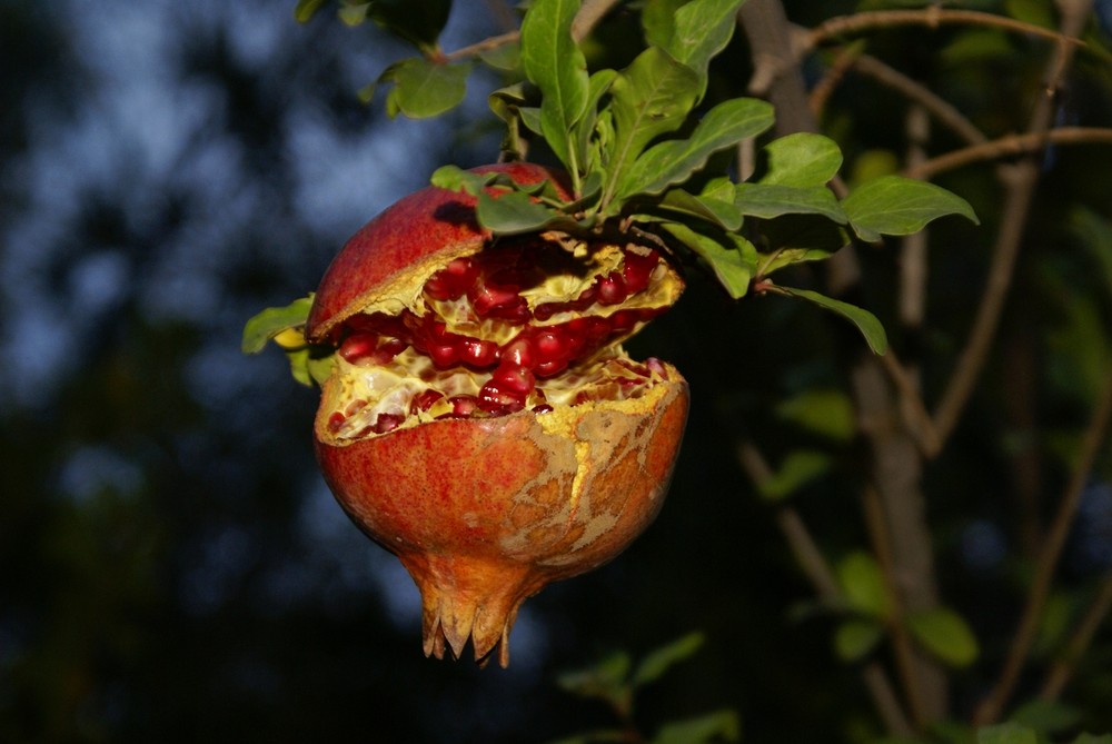 Granatapfel