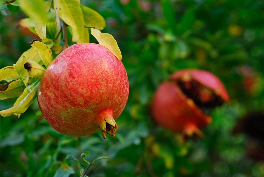 Granatapfel