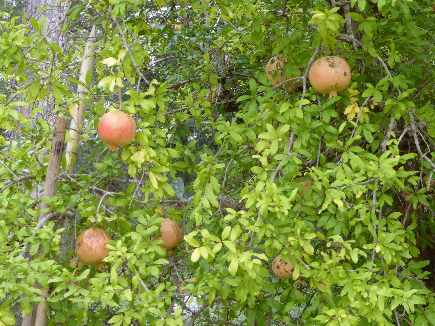 Granatapfel am Baum