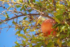 Granatapfel am Baum