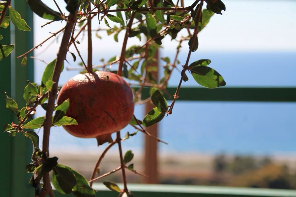 Granatapfel am Fenster