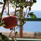 Granatapfel am Fenster