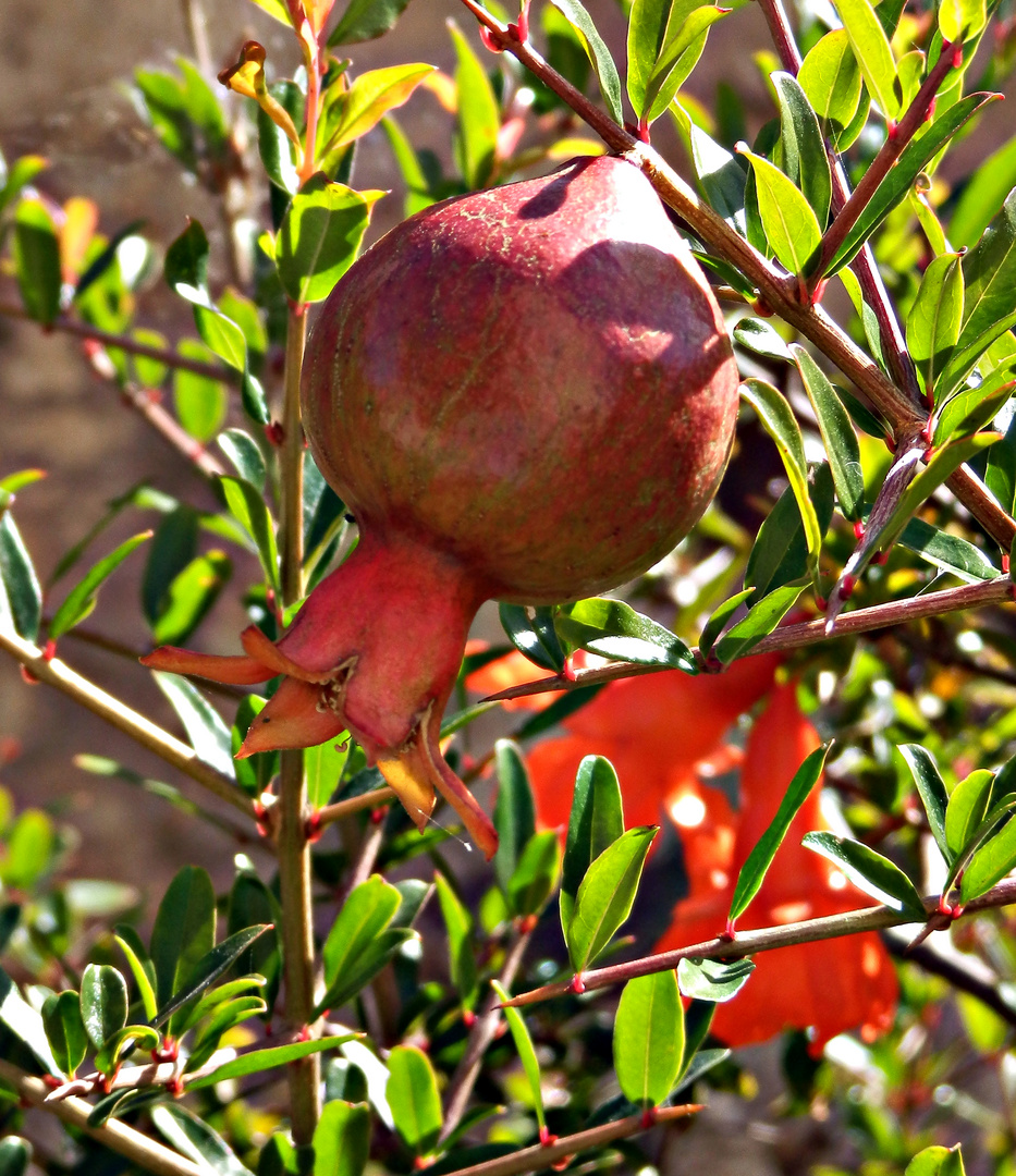 GRANATAPFEL