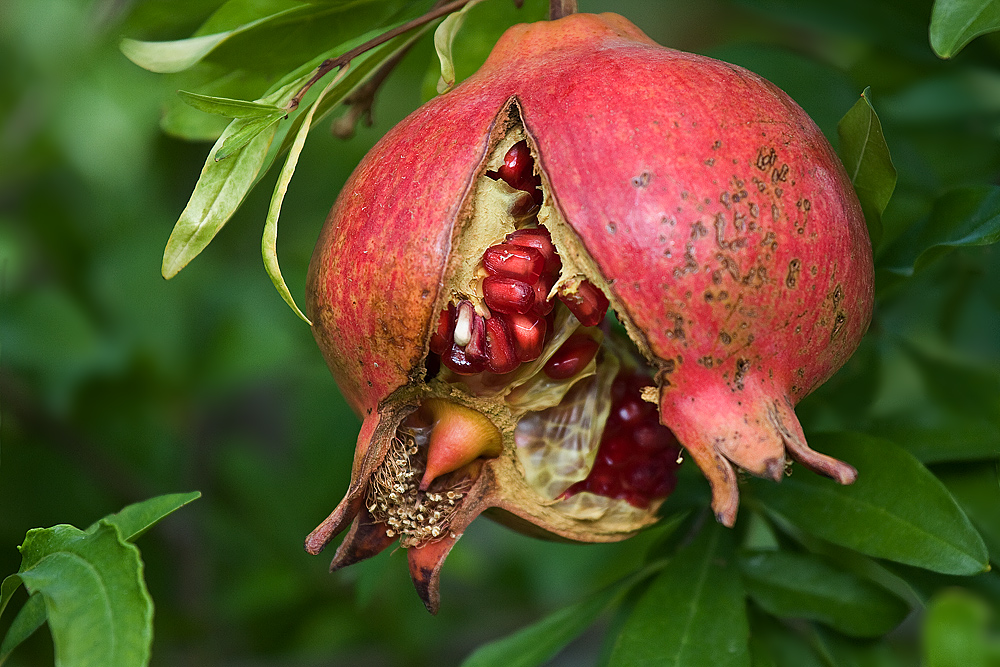 Granatapfel