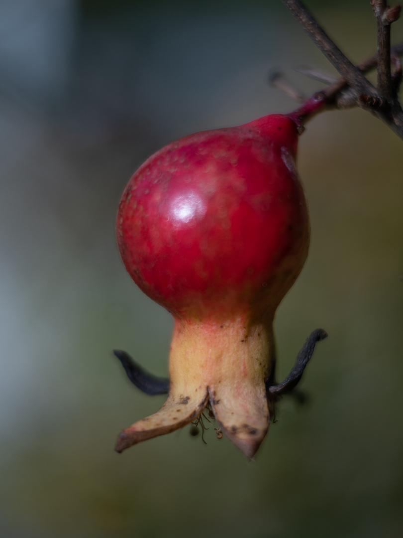 33+ Granatapfel Zierpflanze, Wir zeigen dir, wie du einen