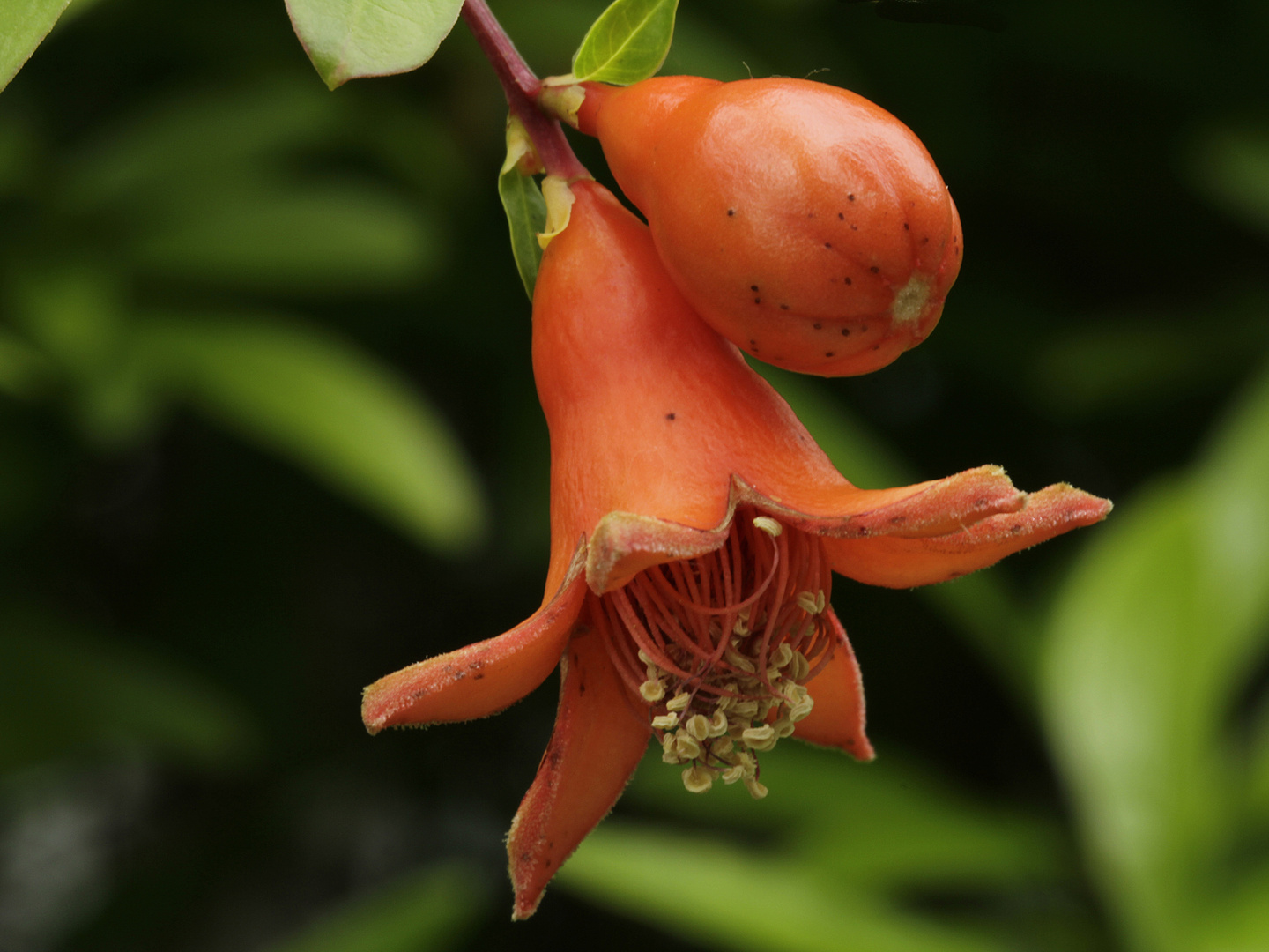 Granatapfel (Blüte)