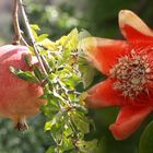 Granatapfel Blüte & Frucht