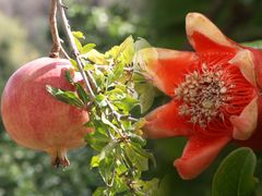 Granatapfel Blüte & Frucht