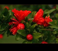 Granatapfel-Blüten