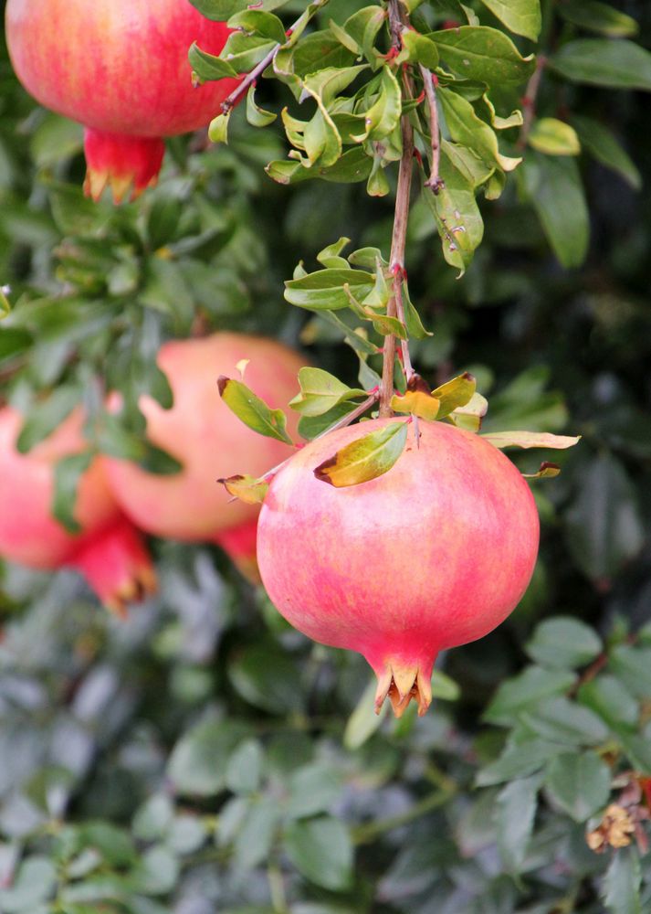 Granatapfel Foto & Bild pflanzen, pilze & flechten, bäume, obstbäume