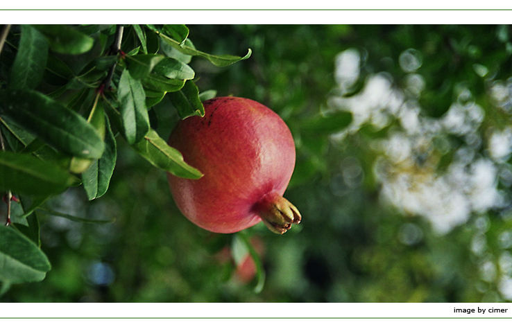 granatapfel