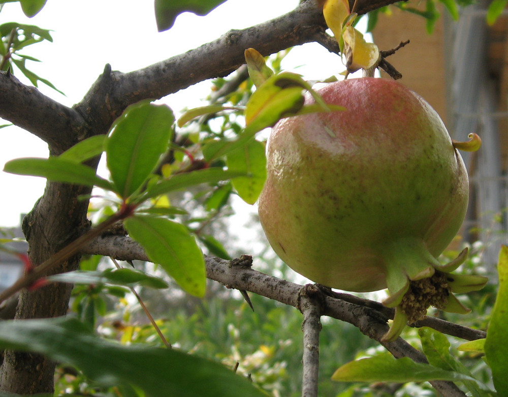 Granatapfel