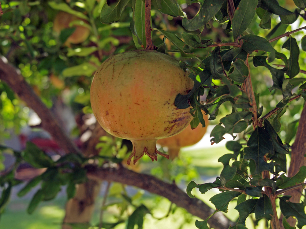 Granatapfel