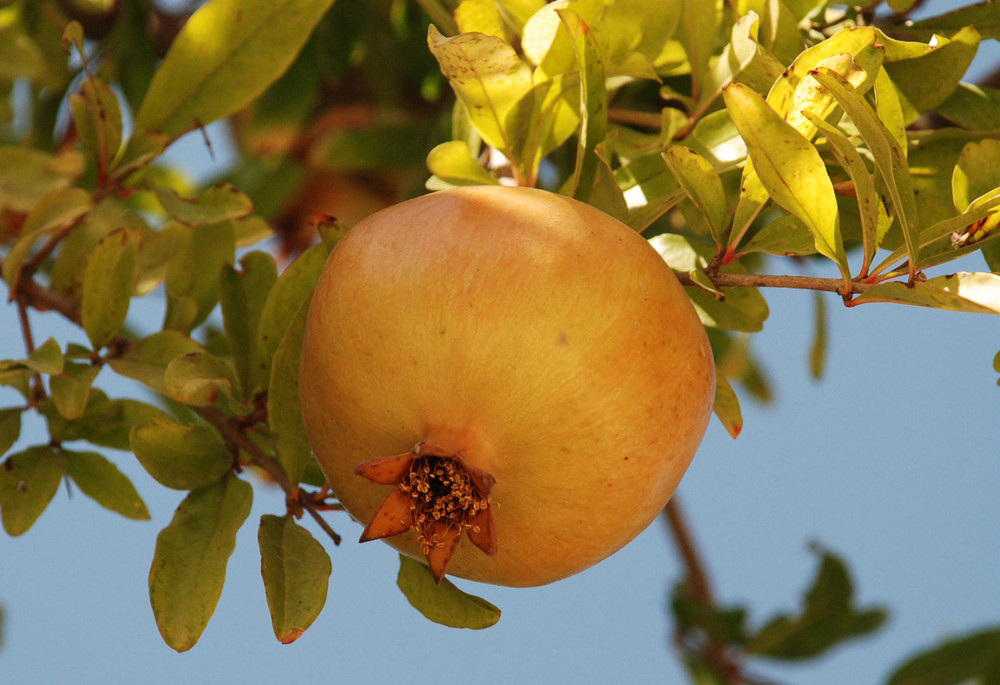 Granatapfel... # Granada...