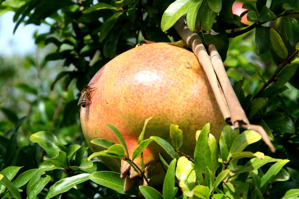 Granatapfel (Granada )