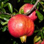 Granatapfel in der Nacht