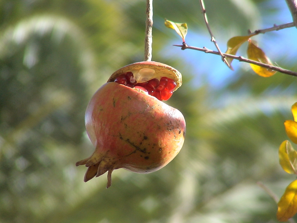 Granatapfel mal anders