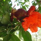 Granatapfel mit Blüte