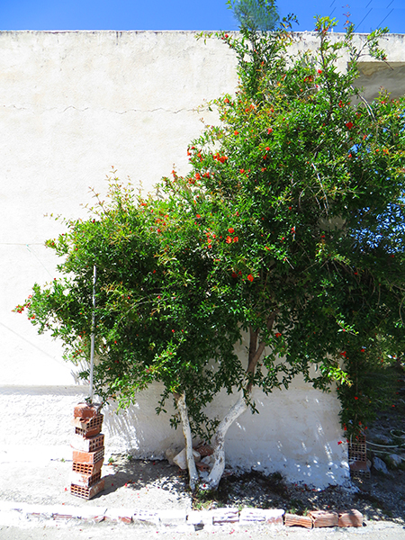 Granatapfelbaum auf Rhodos