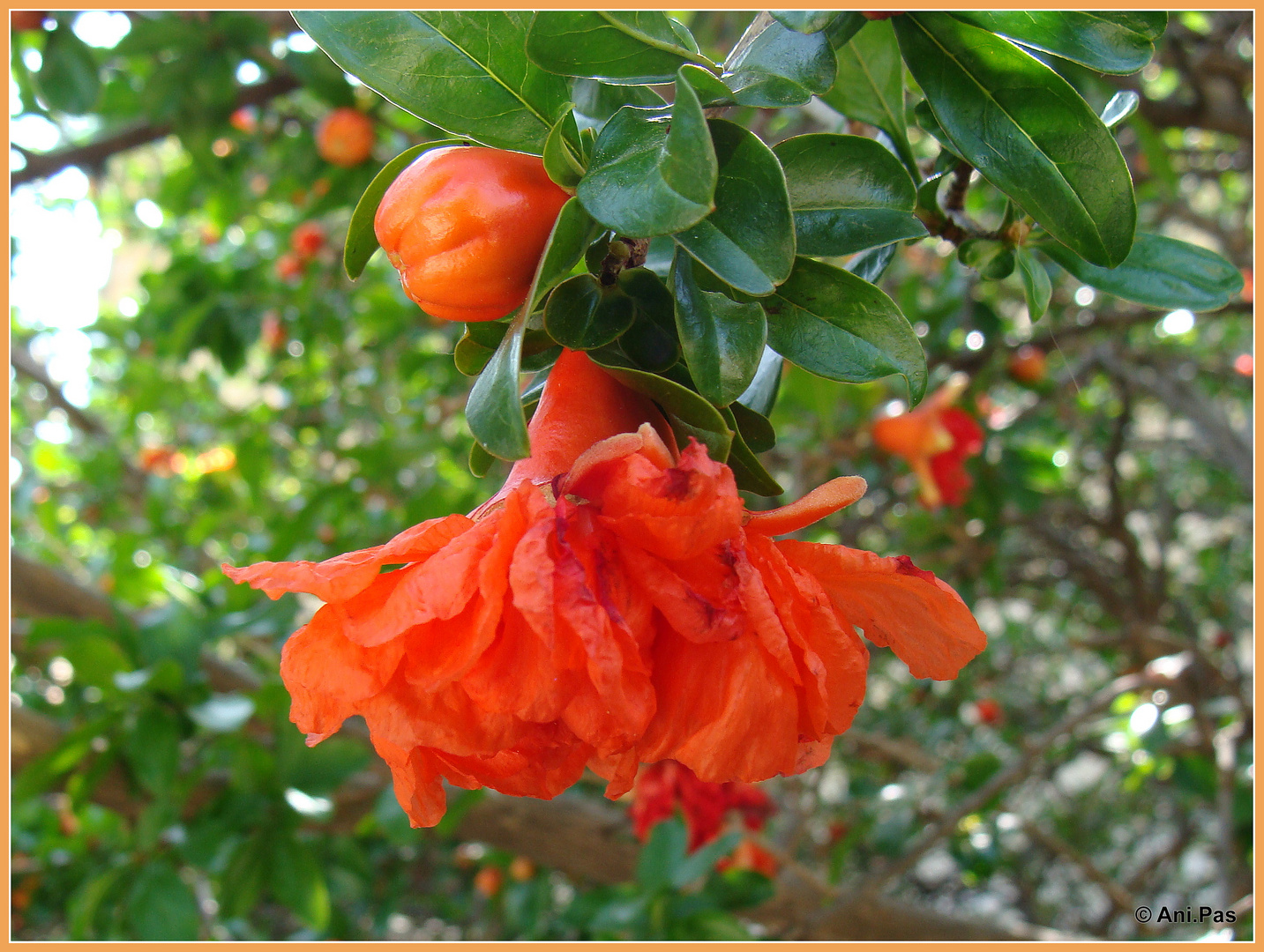 Granatapfelbaum - Blüte und beginnende Frucht