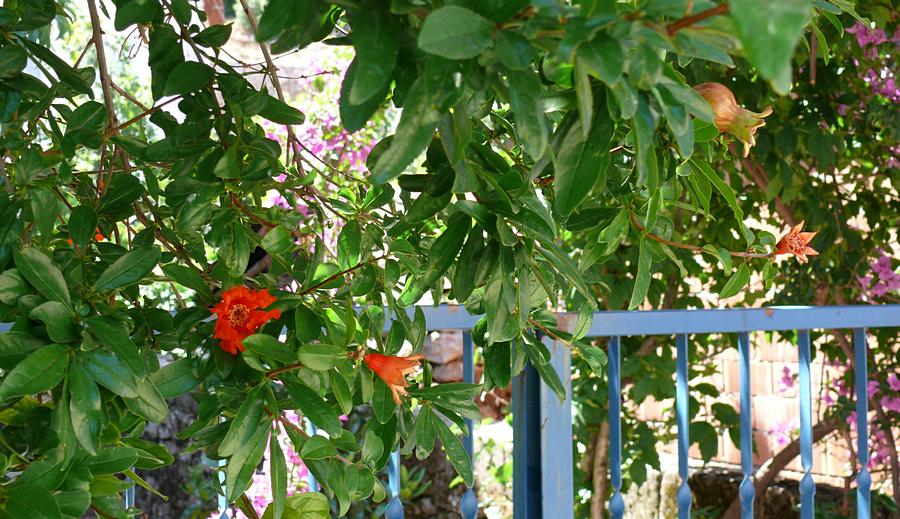 Granatapfelbaumblüte