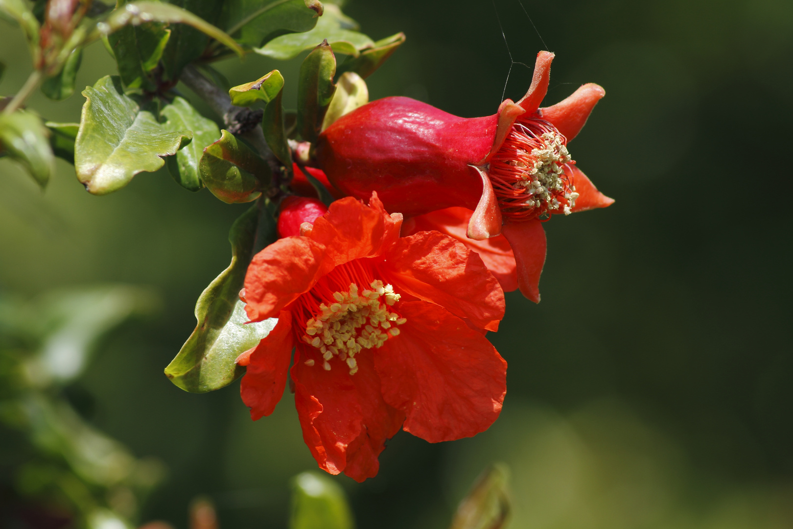 Granatapfelblüte