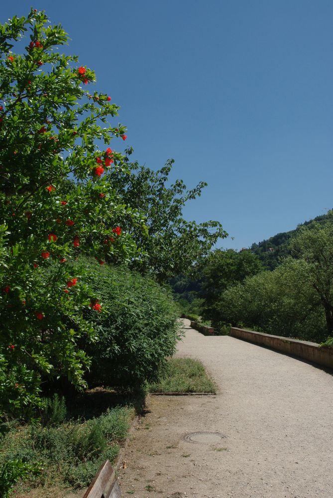 Granatapfelblüte am Neckar