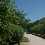 Granatapfelblüte am Neckar