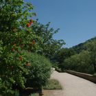 Granatapfelblüte am Neckar