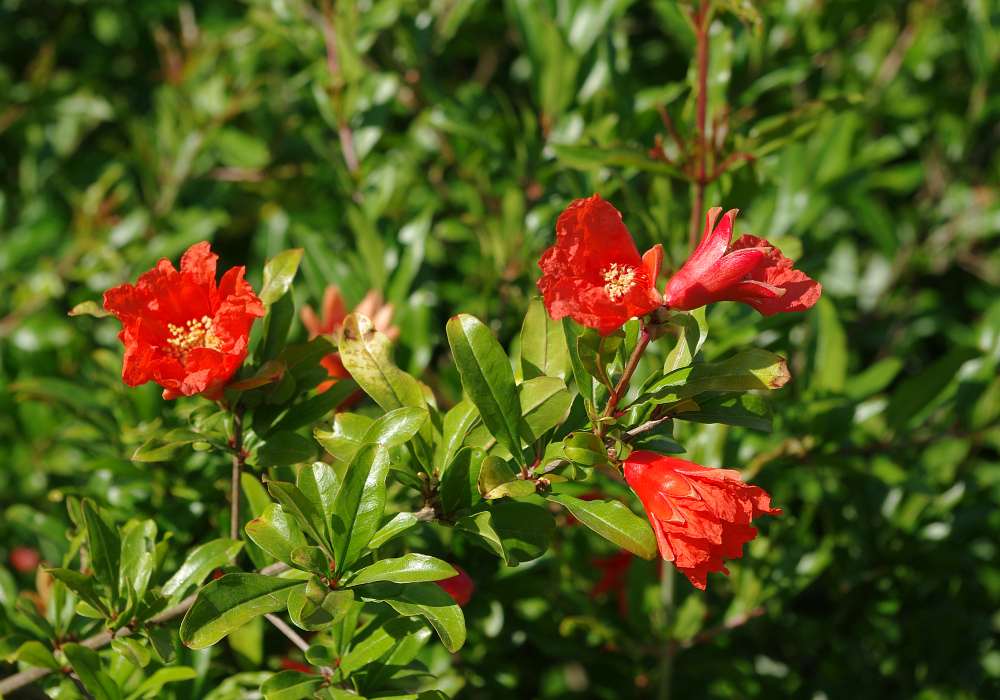 Granatapfelblüten