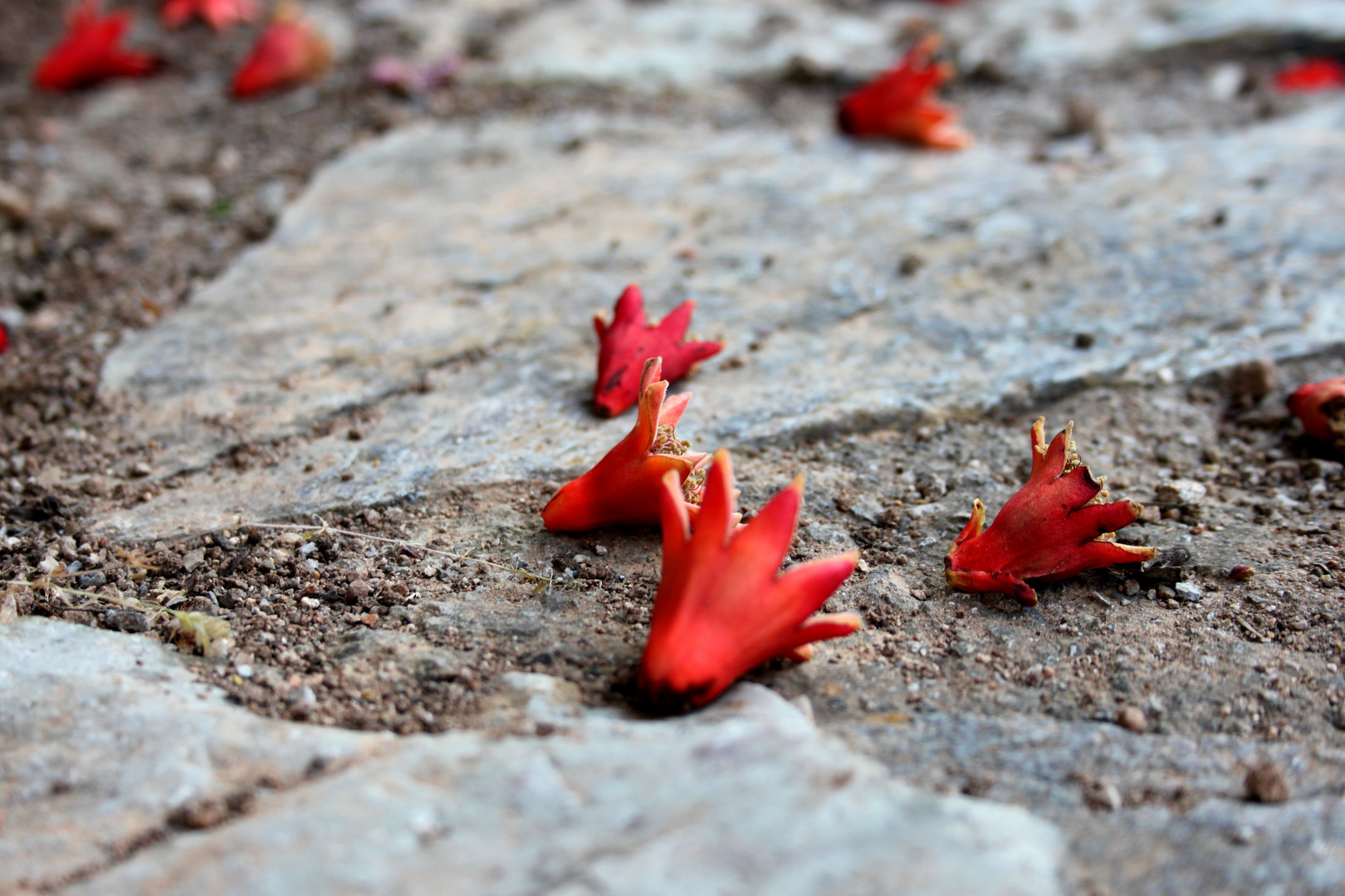 Granatapfelblüten auf der Peloponnes