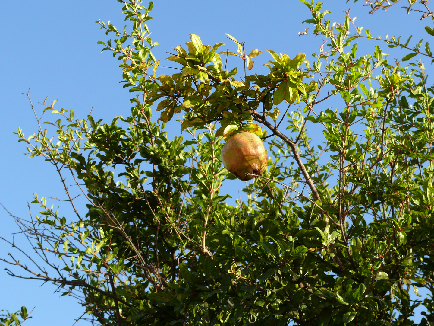 granatapfelstrauch,mit noch nicht reifer frucht - sizilien 2012