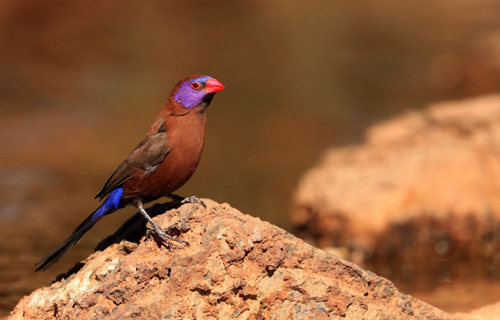 Granatastrild oder Blaubäckchen Foto & Bild world, natur, namibia