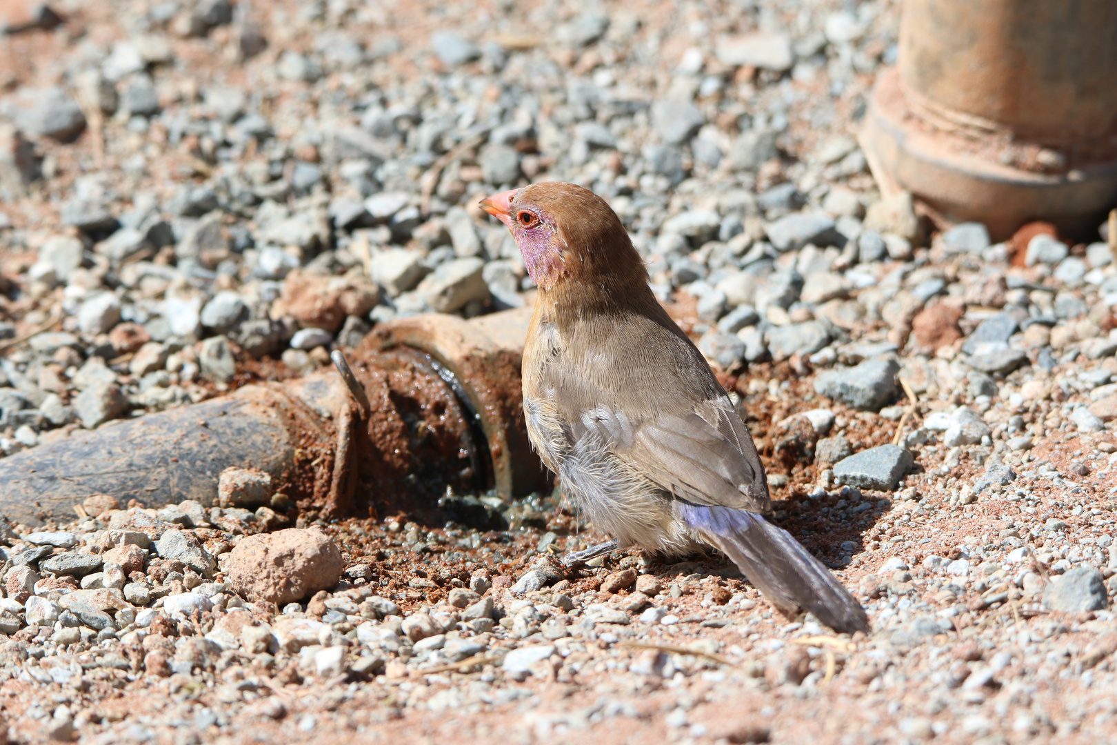 Granatastrild-violet-eared Waxbill