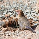 Granatastrild-violet-eared Waxbill